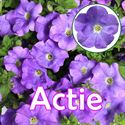 Bild von Petunia P12 "Actie" San Sky Blue